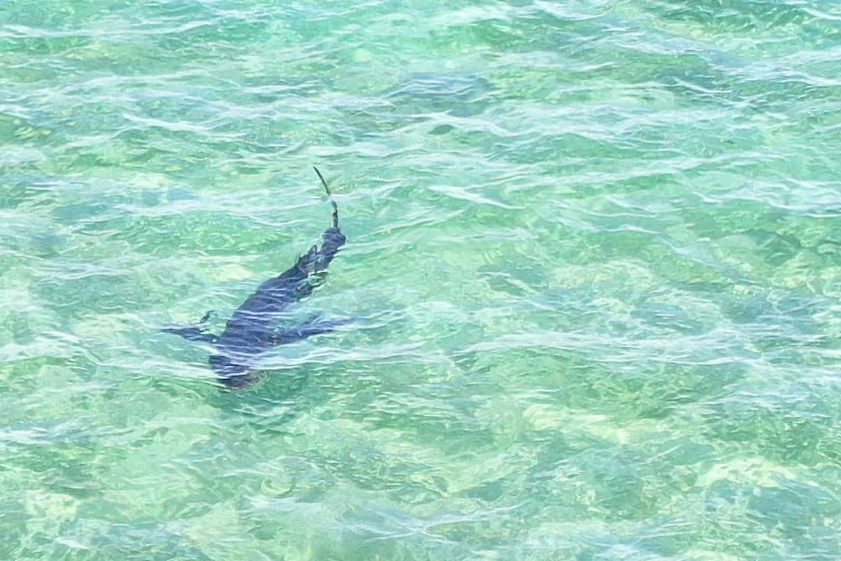 Avvistamento squalo nei pressi di spiaggia Aciddara a Santa Flavia in provincia di Palermo
