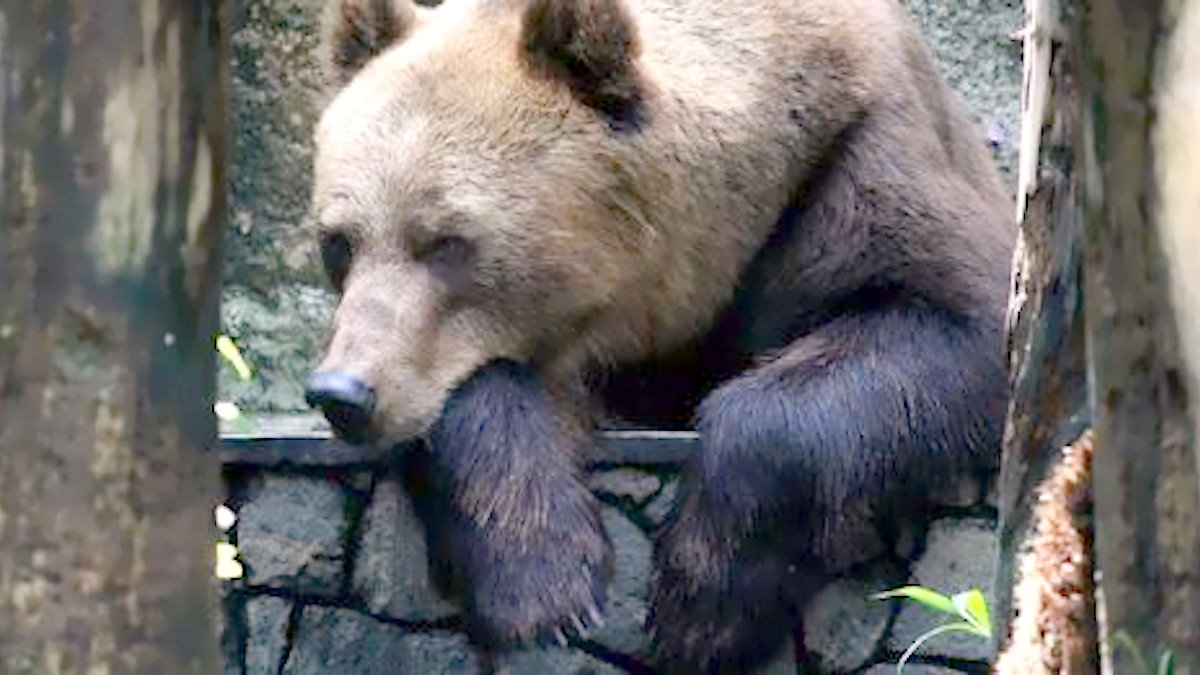 Pichetto Fratin e Fugatti si sono incontrati per parlare degli orsi in Trentino. Escluse dall'incontro le associazioni animaliste