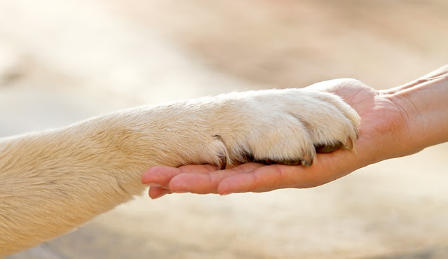 I cani come gli uomini: per entrambi l'adolescenza è un periodo molto complicato