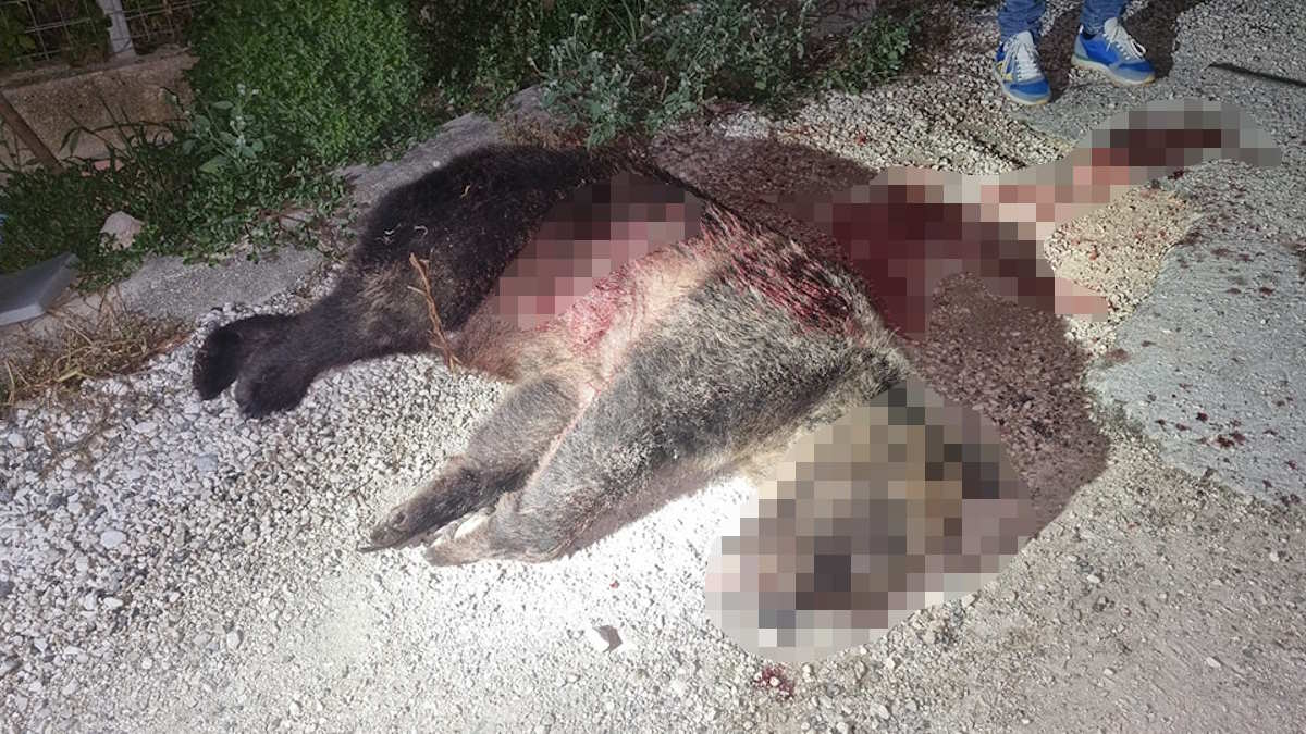 Uccisa da un colpo di fucile l'orsa Amarena, simbolo del Parco Nazionale d'Abruzzo, Lazio e Molise