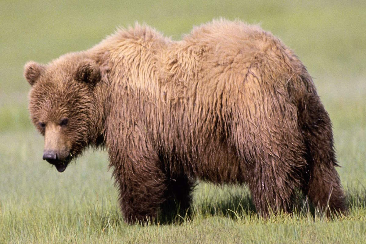 Trovata morta l'orsa F36 di cui il TAR aveva bloccato l'abbattimento chiesto dal presidente della PAT Maurizio Fugatti