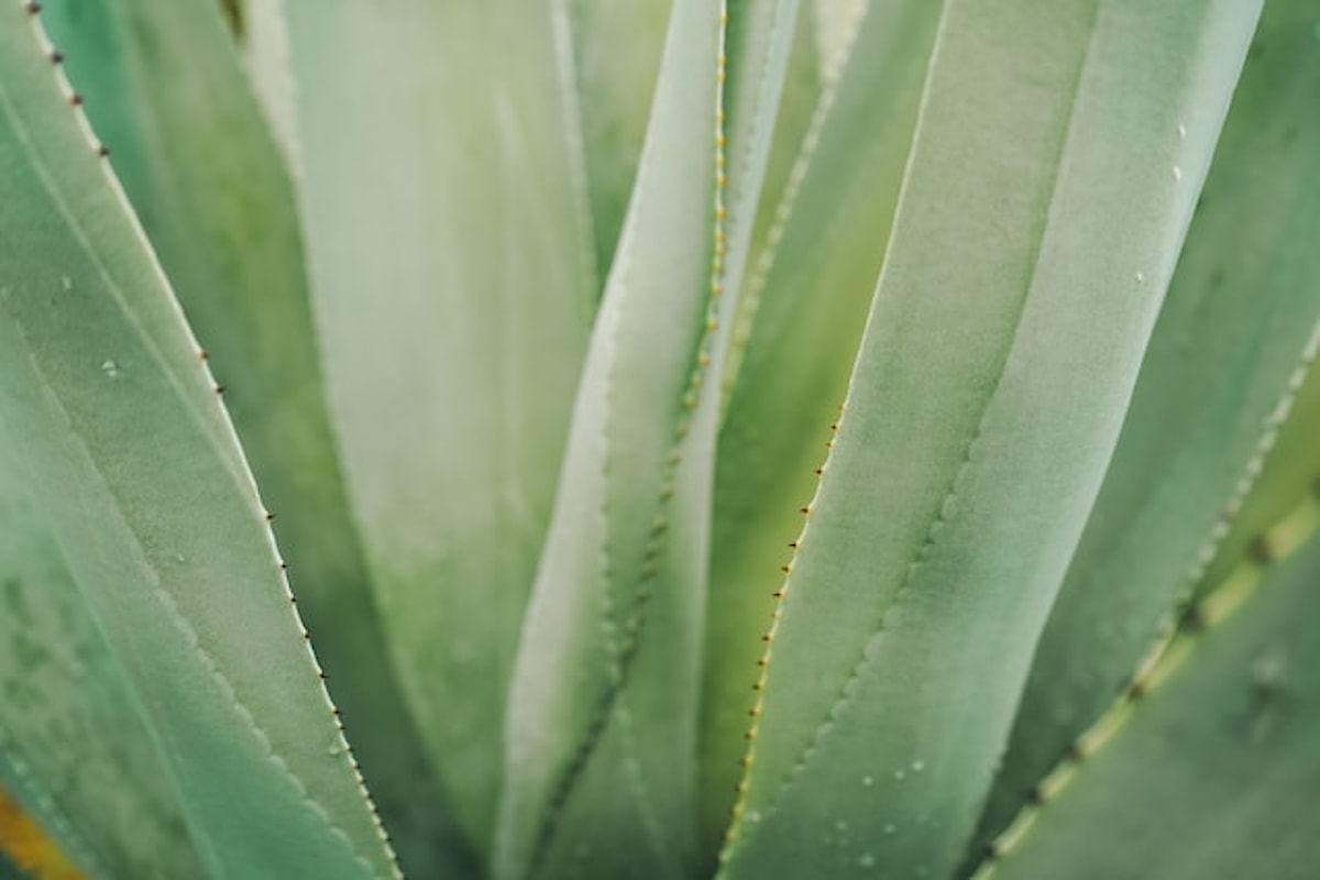 Coltivare l'Aloe Vera in Casa: Guida Passo-Passo per Principianti
