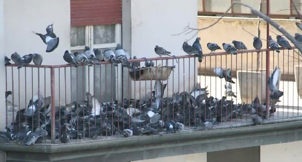 Roma, emergenza piccioni