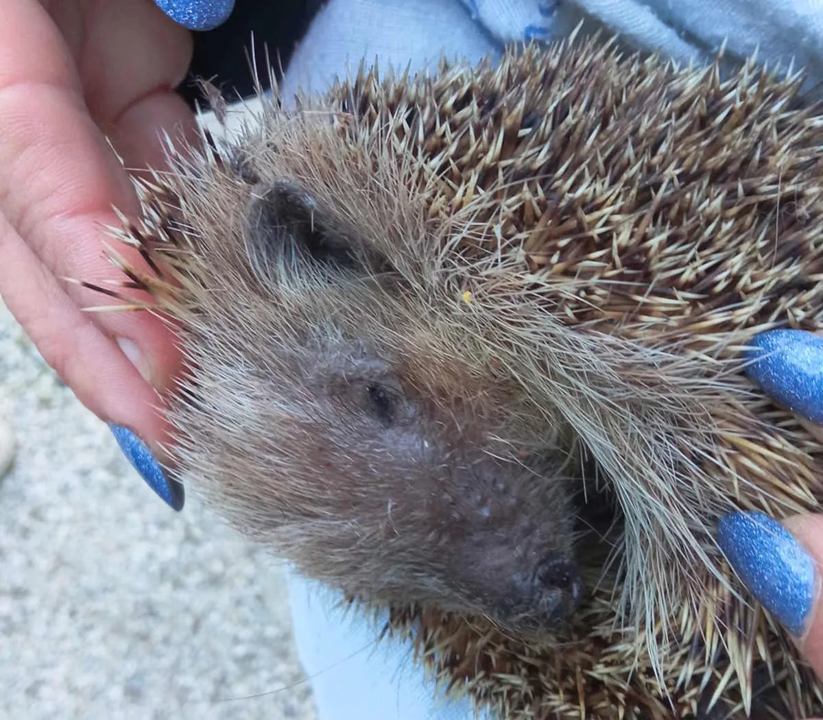 Anche gli animali selvatici hanno dei diritti, l'appello del CRAS Montespertoli SEMIA