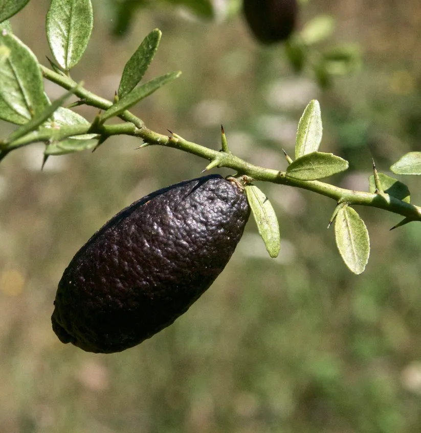 Botanical Archive: un tesoro verde per gli amanti delle piante rare