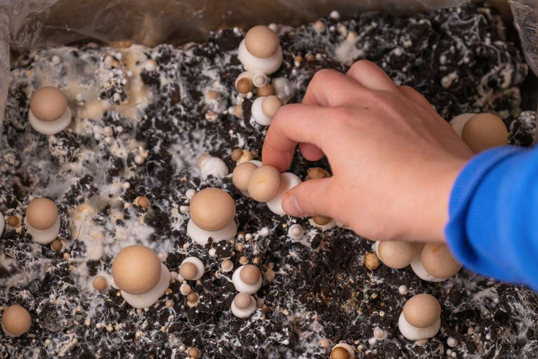 Come coltivare funghi in casa può ridurre gli sprechi e aiutare il pianeta