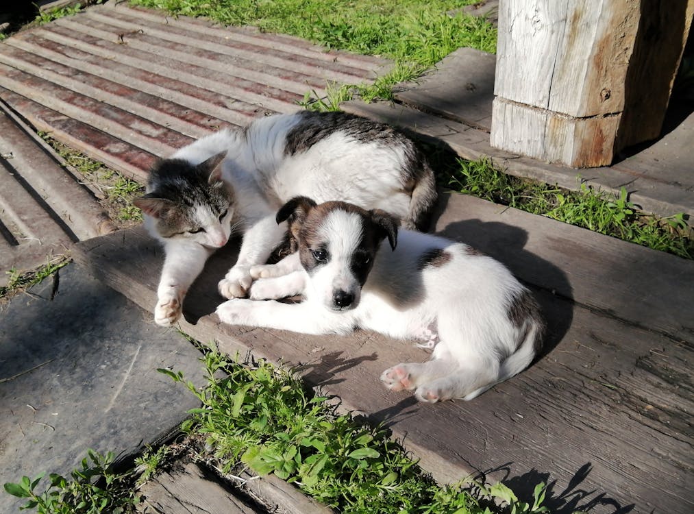 Il Potere della Pet Therapy: Scienza e Cuore nel Legame Uomo-Animale