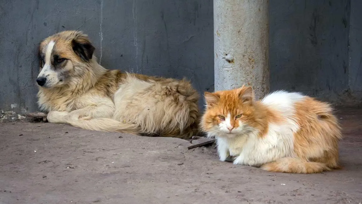 L'Importanza di proteggere e aiutare cani e gatti randagi durante l'estate