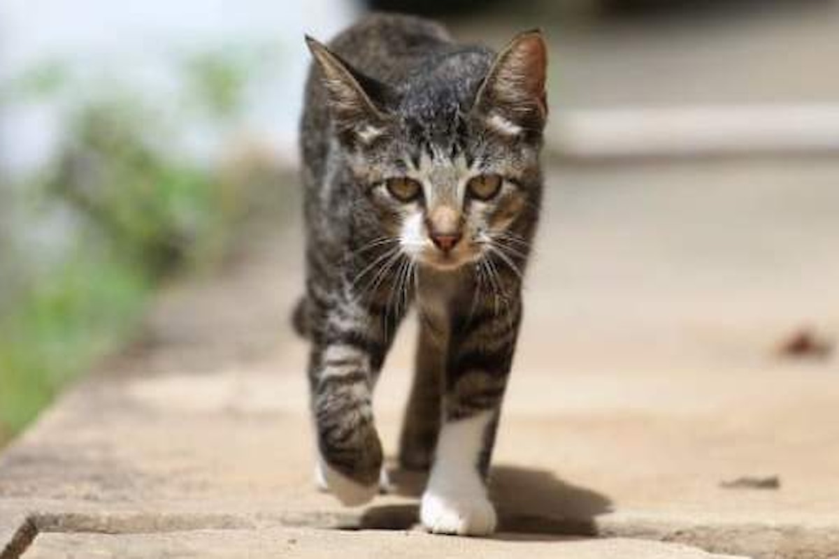 Anche i gatti sanno tornare a casa da lunghe distanze. La storia di Ogghy