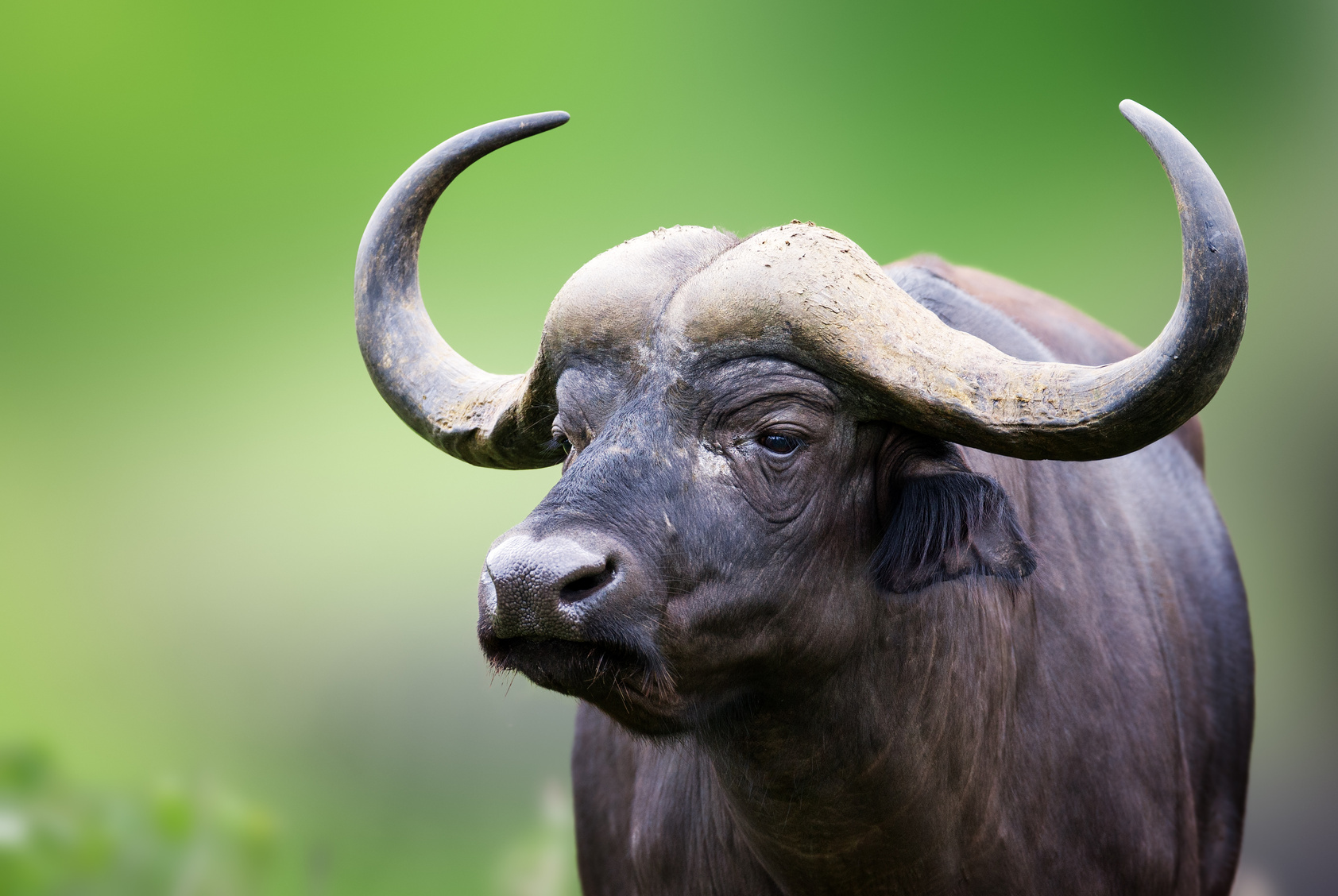 Italiani mangiatori di bufale, in troppi credono alle notizie false
