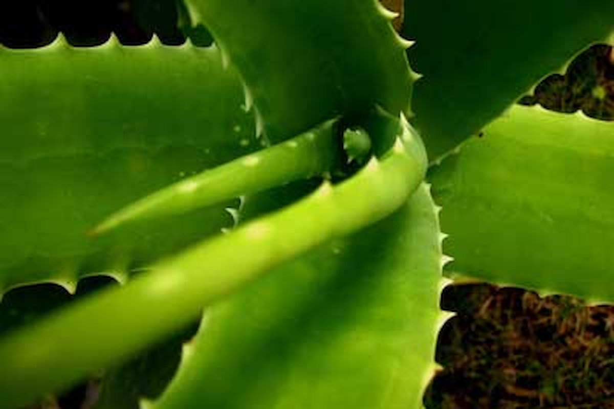 Aloe vera: una pianta dai mille utilizzi