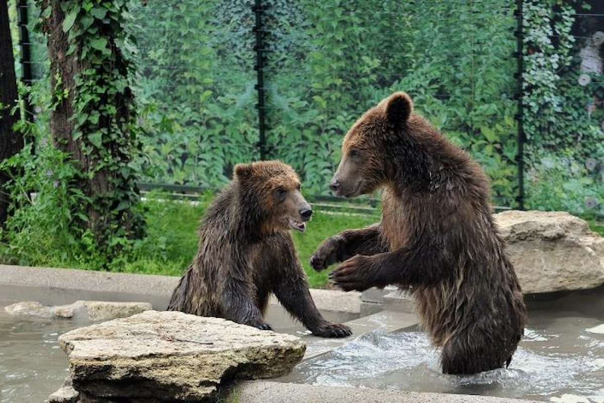 Tre cuccioli di orso albanesi al Bioparco di Roma