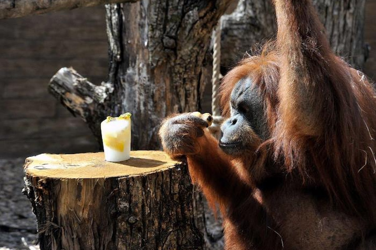 Il 19 agosto il Bioparco di Roma ha organizzato una serie di eventi per celebrare la Giornata mondiale dell’orango