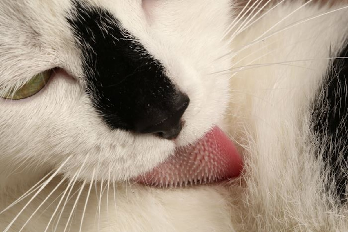 La lingua del gatto è una sorpresa: ecco come riesce a pulirsi il pelo