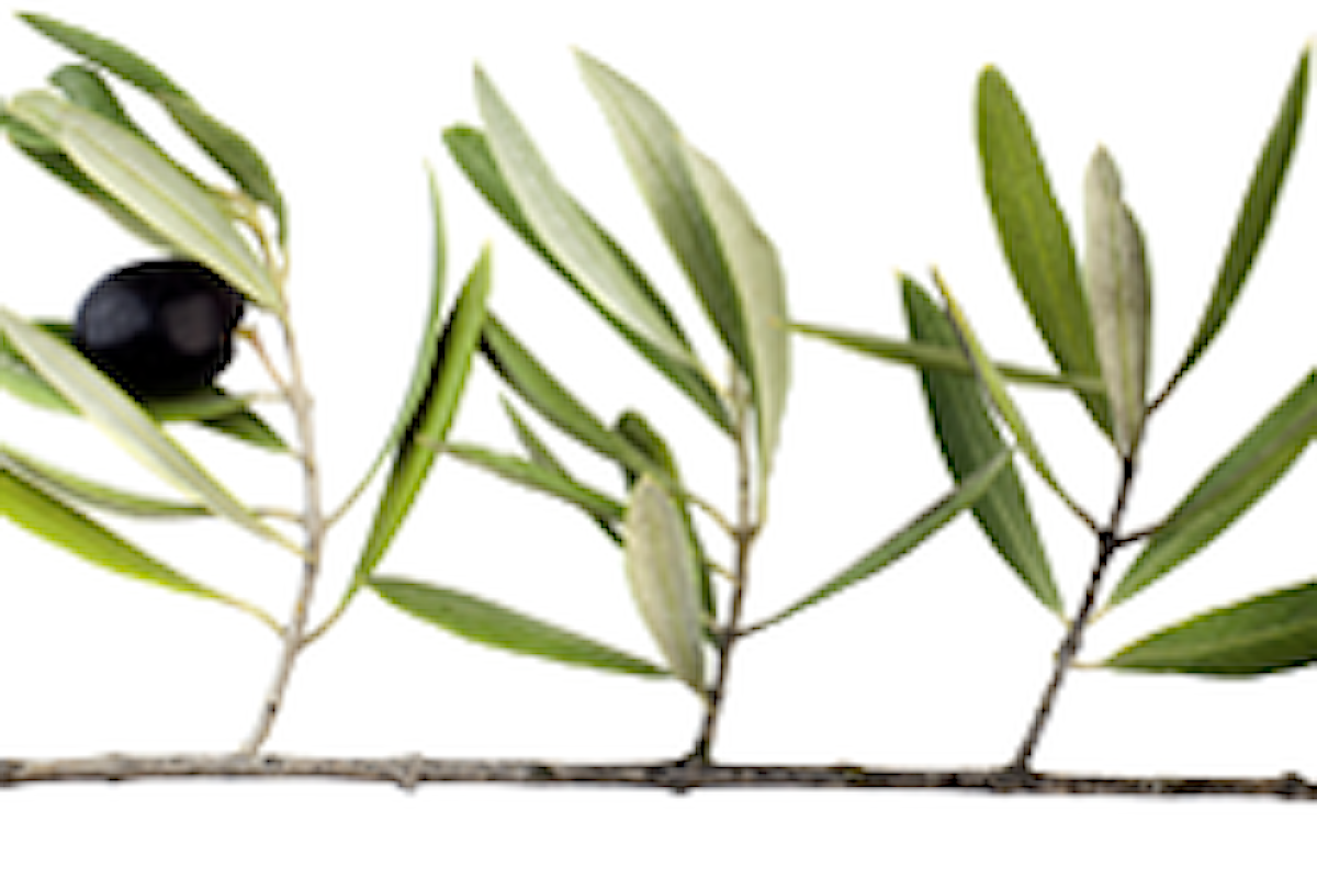 I 7 principali benefici dell'infuso delle foglie d'ulivo