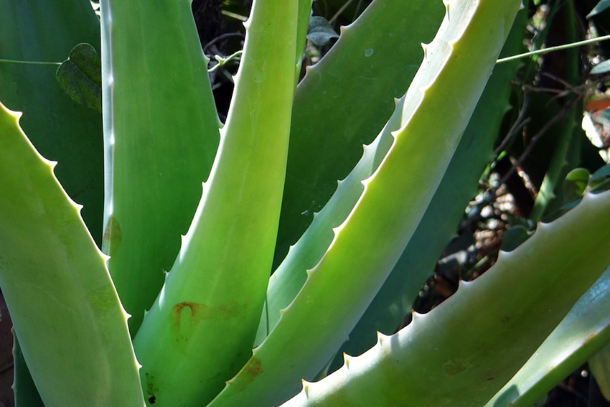 Piante per la salute, l'Aloe