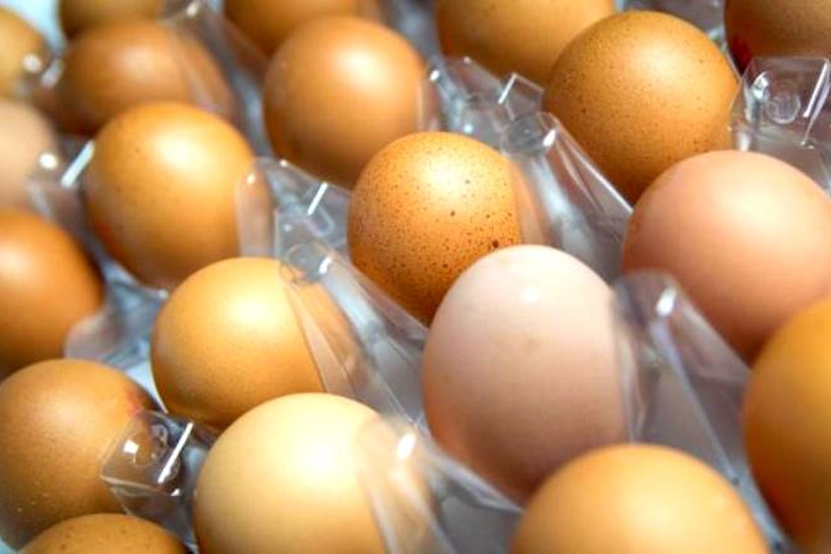 Fipronil, sequestrate uova contaminate nelle province di Viterbo e Macerata