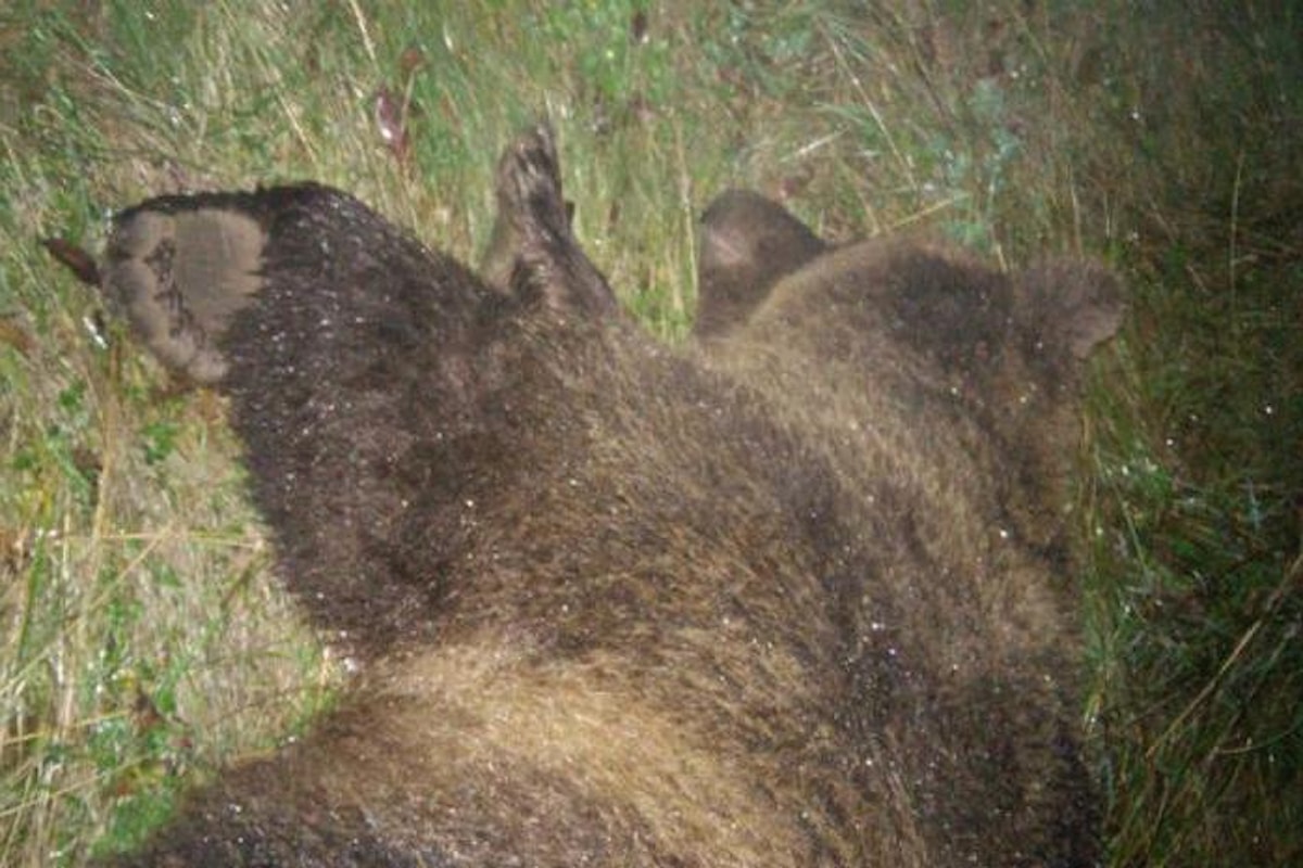 La Procura di Trento vuole chiudere il caso dell'orsa KJ2. L’OIPA si opppone