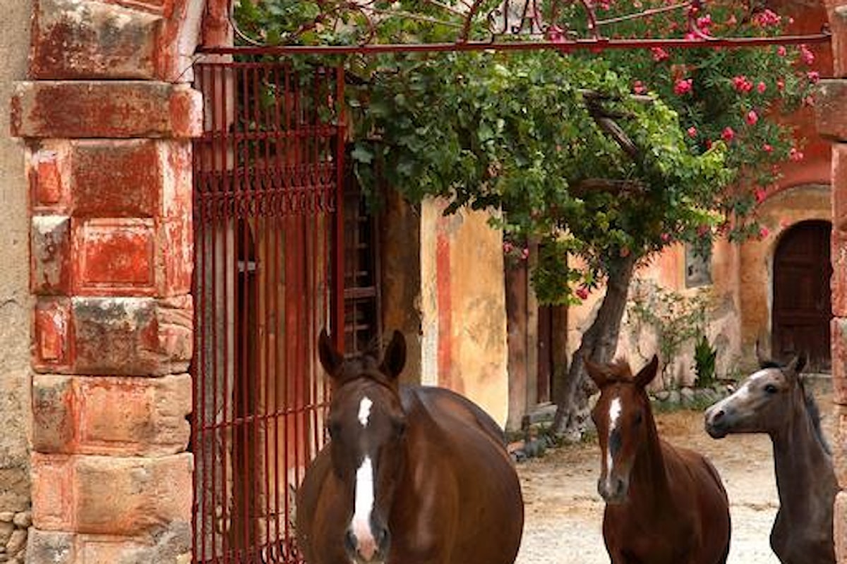 EquiMeDev: un ponte tra la Sicilia e la Tunisia per lo sviluppo dei territori rurali attraverso l'utilizzo del cavallo