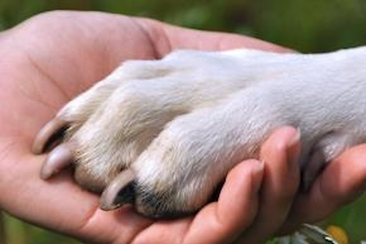 Vivere di cinofilia facendo l'addestratore di cani o l'educatore cinofilo?