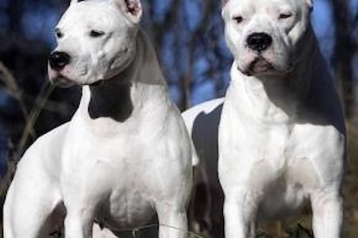 Copia di Dogo Argentino sbrana un bimbo di un anno e mezzo