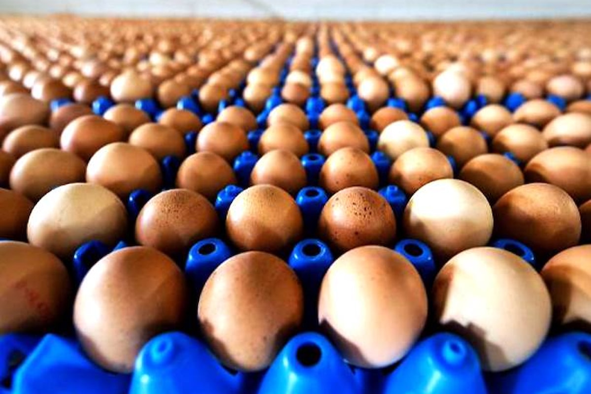 Due casi accertati di positività di uova al fipronil
