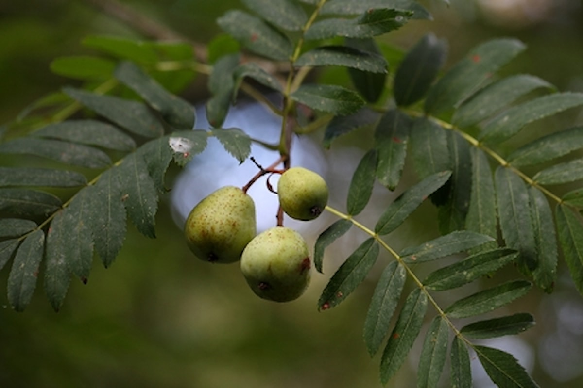 Sorbole: Proprietà e Benefici